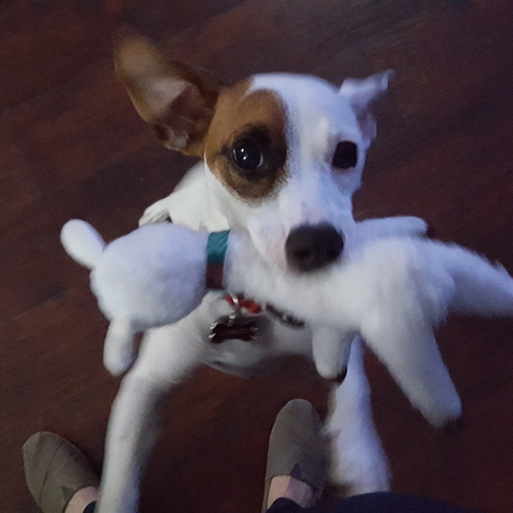 Meet your Posher, Reba - Picture 1 of 2